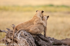 Lionceau / lion cub