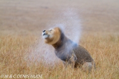 lion mâle / male lion