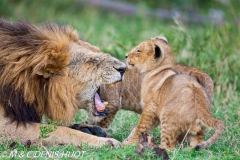 lion mâle et lionceau / male lion and cub