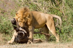 lion mâle / male lion