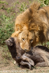 lion mâle / male lion