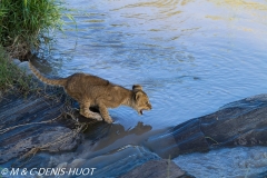 lionceau / lion cub