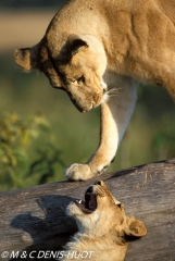 lionne et lionceaux / lioness and cubs