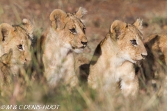 lionceau / lion cub