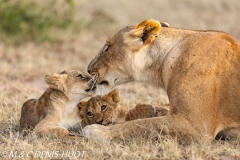 lionne et lionceaux / lioness and cubs