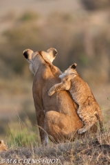 lionne et lionceaux / lioness and cubs