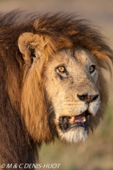 lion mâle / male lion