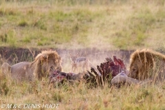 lion mâle / male lion