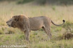 lion mâle / male lion