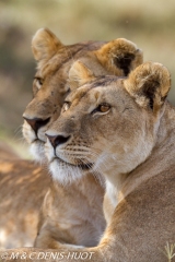 lionne / lioness