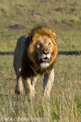 lion mâle / male lion