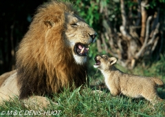 lion mâle et lionceau / male lion and cub