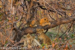 Lionceau / lion cub