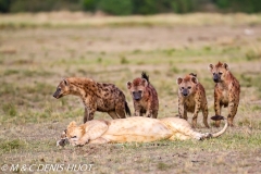 lion et hyènes / lion and hyenas