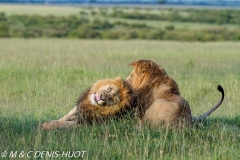 lion mâle / male lion