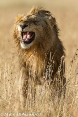 lion mâle / male lion