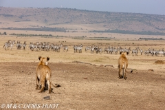 lionne en chasse / lioness hunting