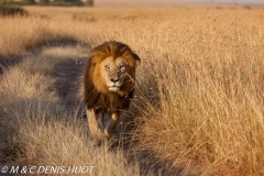 lion mâle / male lion