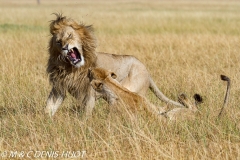 lion