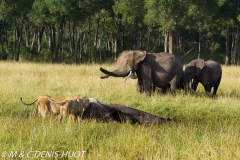 lion et éléphant / lion and elephant