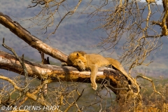 lion mâle / male lion