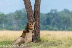 lion mâle / male lion