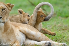 lionne et lionceaux / lioness and cubs