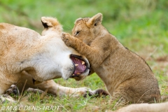 lionne et lionceaux / lioness and cubs