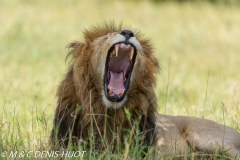 lion mâle / male lion