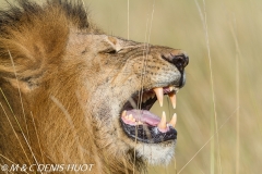 lion mâle / male lion