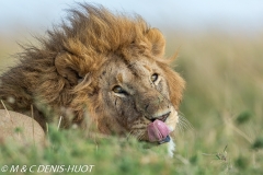 lion mâle / male lion