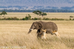 lion et éléphant / lion and elephant