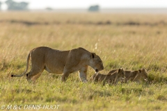 lionne et lionceaux / lioness and cubs