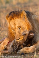 lion mâle / male lion