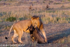 lion mâle / male lion