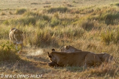 lionne / lioness
