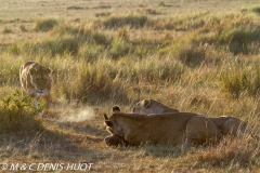 lionne / lioness