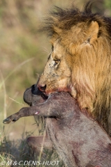 lion mâle / male lion