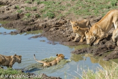 lionne et lionceaux / lioness and cubs