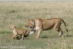 lionne et lionceaux / lioness and cubs