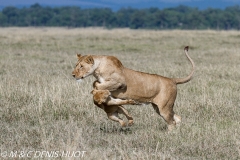 lionne et lionceaux / lioness and cubs