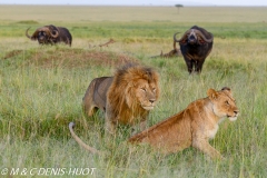 lion et buffle / lion and buffalo