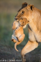 lionne et lionceaux / lioness and cubs