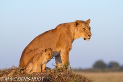 lionne et lionceaux / lioness and cubs