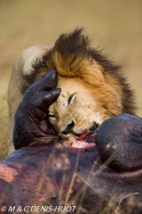 lion mâle / male lion