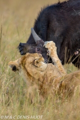 lionne en chasse / lioness hunting