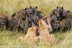 lion et hyènes / lion and hyenas