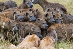 lion et hyènes / lion and hyenas