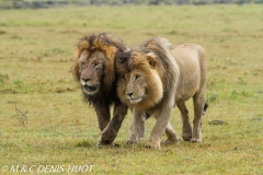 lion mâle / male lion