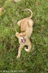 Lionceau / lion cub